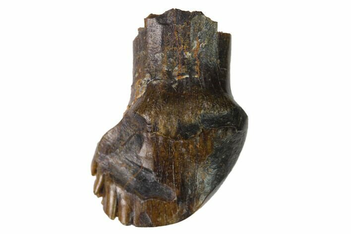 Partially Rooted Nodosaur Tooth - Judith River Formation #144844